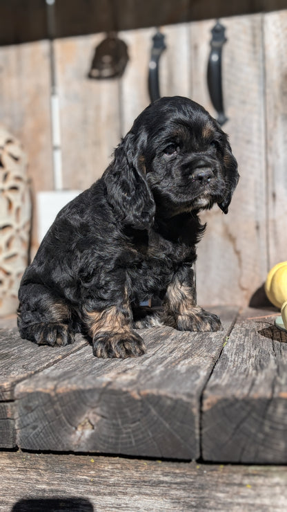 COCKER SPANIEL (09/19) MALE