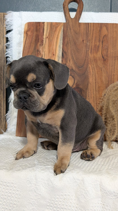 FRENCH BULLDOG (05/23) MALE