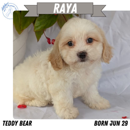 TEDDY BEAR (06/29) FEMALE
