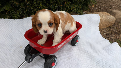 CAVALIER (02/10) MALE