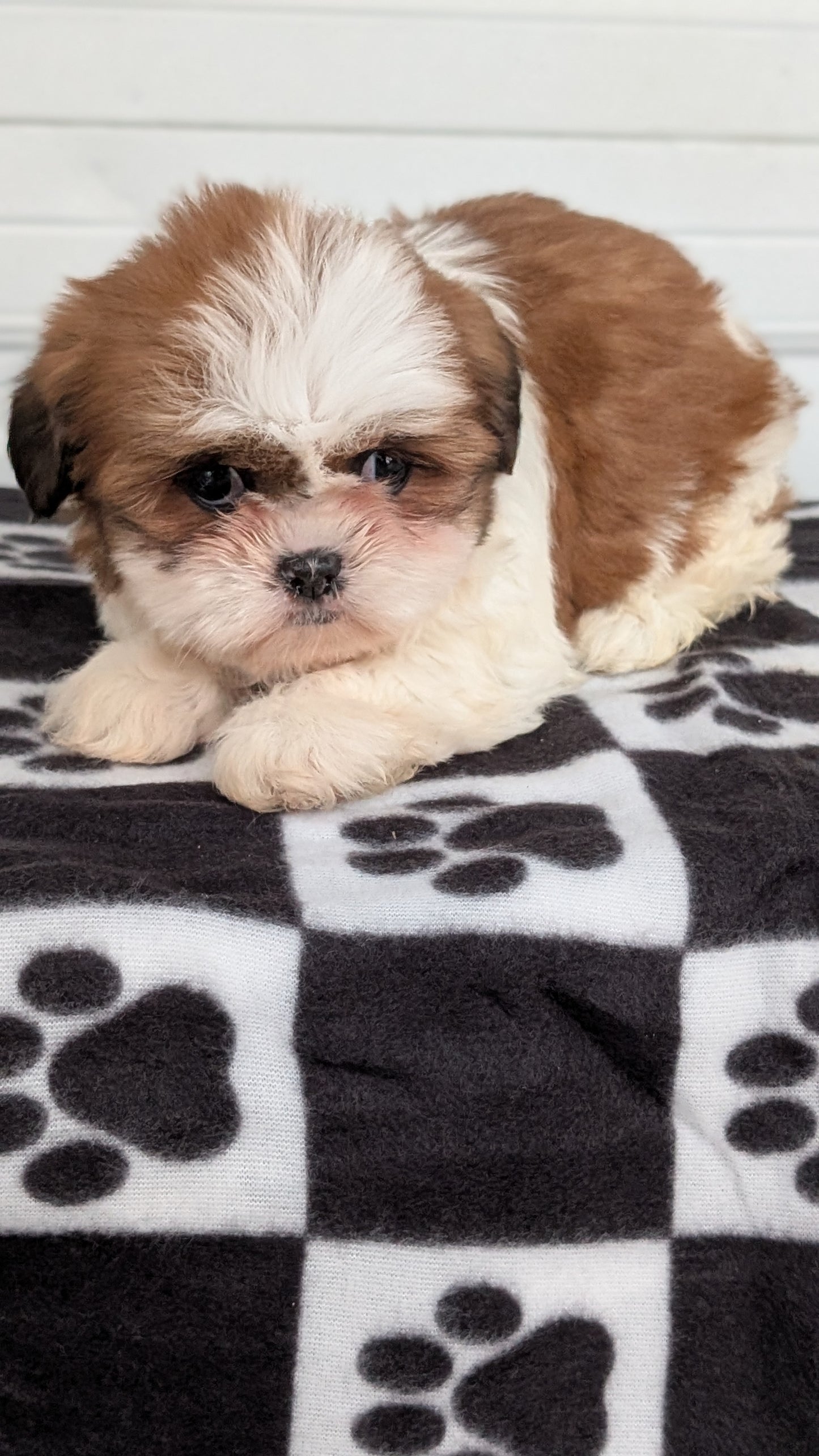 SHIH TZU (NOV 15) FEMALES