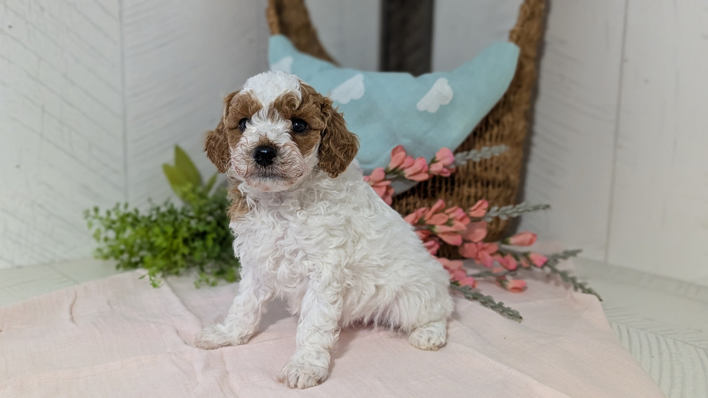 MINI POODLE (DEC 04) MALES