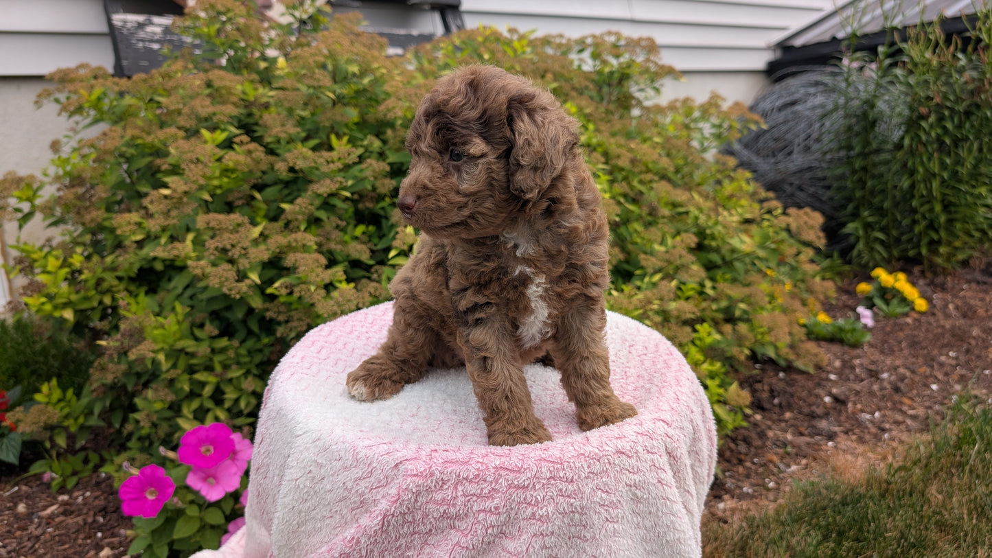 MINI POODLE (06/07) FEMALE