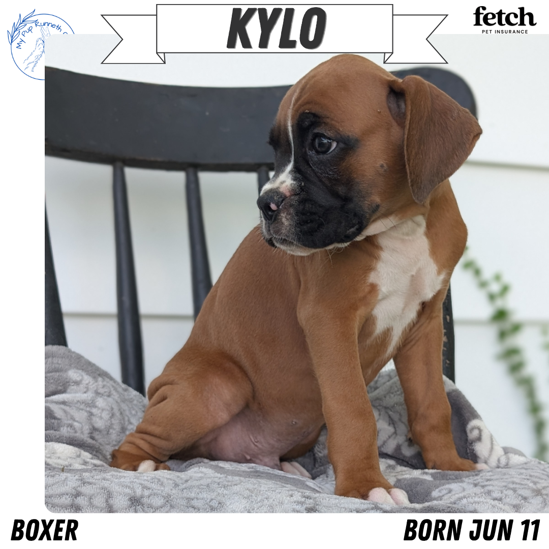 BOXER (JUN 11) MALES