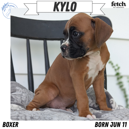 BOXER (JUN 11) MALES