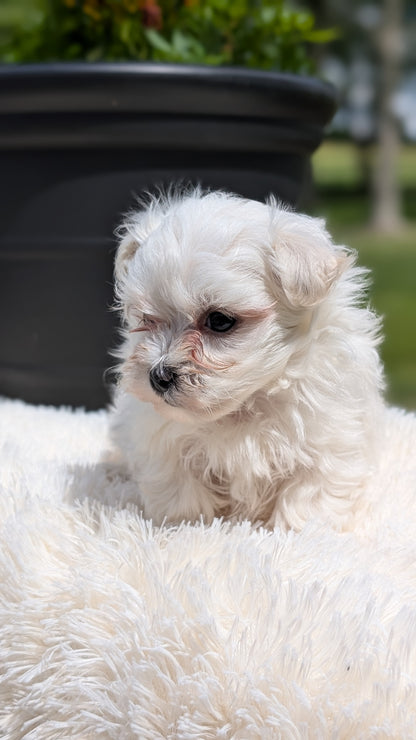 MALTESE (MAY 11) MALES