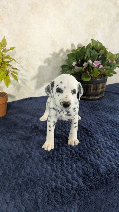 DALMATIAN (02/14) MALE