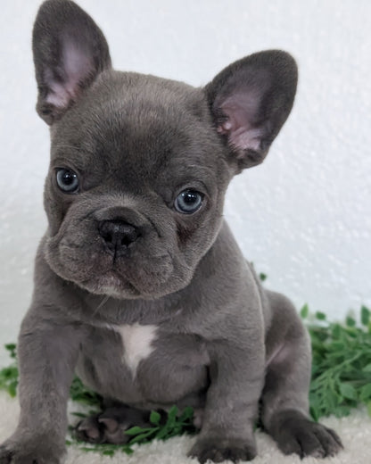 FRENCH BULLDOG (FEB 16) MALE