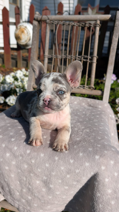 FRENCH BULLDOG (07/29) MALE