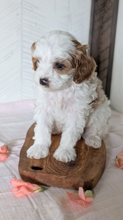 CAVAPOO (FEB 11) MALES