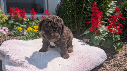 TOY POODLE (06/30) MALE
