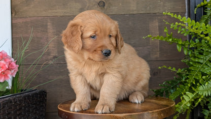 GOLDEN RETRIEVER (MAR 27) MALES