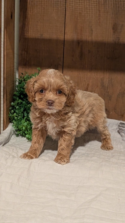 COCKAPOO (AUG 17) 3 FEMALES/1 MALE