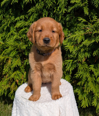 GOLDEN RETRIEVER (07/17) FEMALE