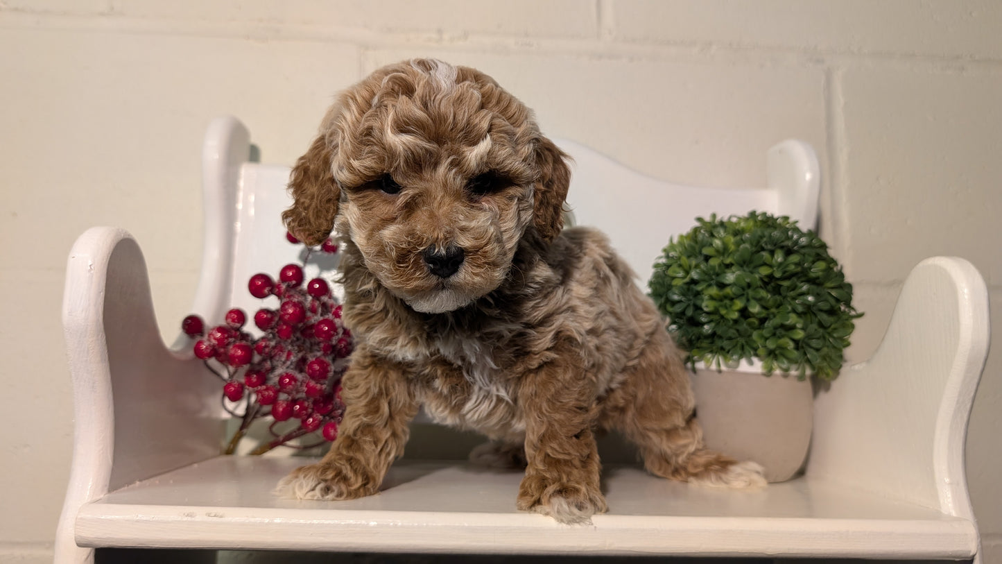 MINI POODLE (NOV 18) MALES