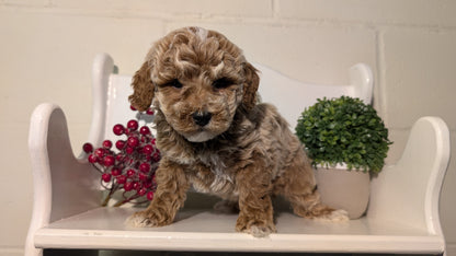 MINI POODLE (NOV 18) MALES