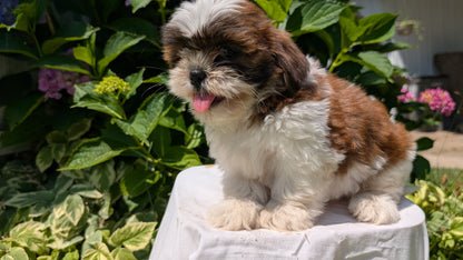 SHIH TZU (05/17) FEMALE