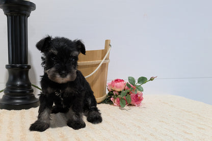 MINI SCHNAUZER (02/18) FEMALE