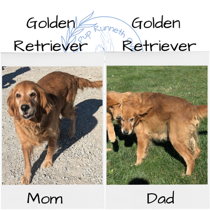 GOLDEN RETRIEVER (06/24) FEMALE