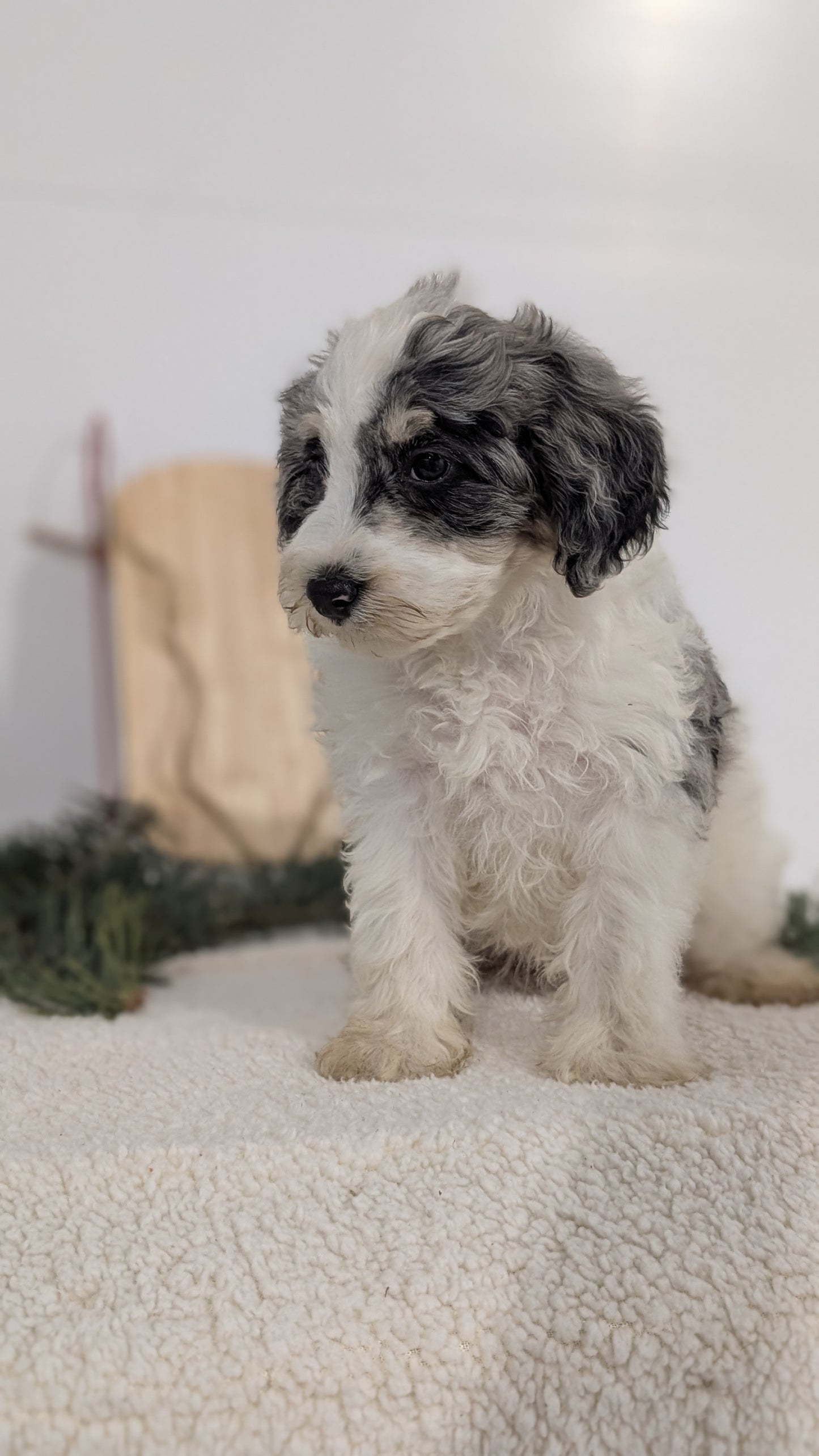 SCHNOODLE (09/20) FEMALE