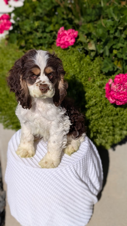 COCKER SPANIEL (07/17) MALE