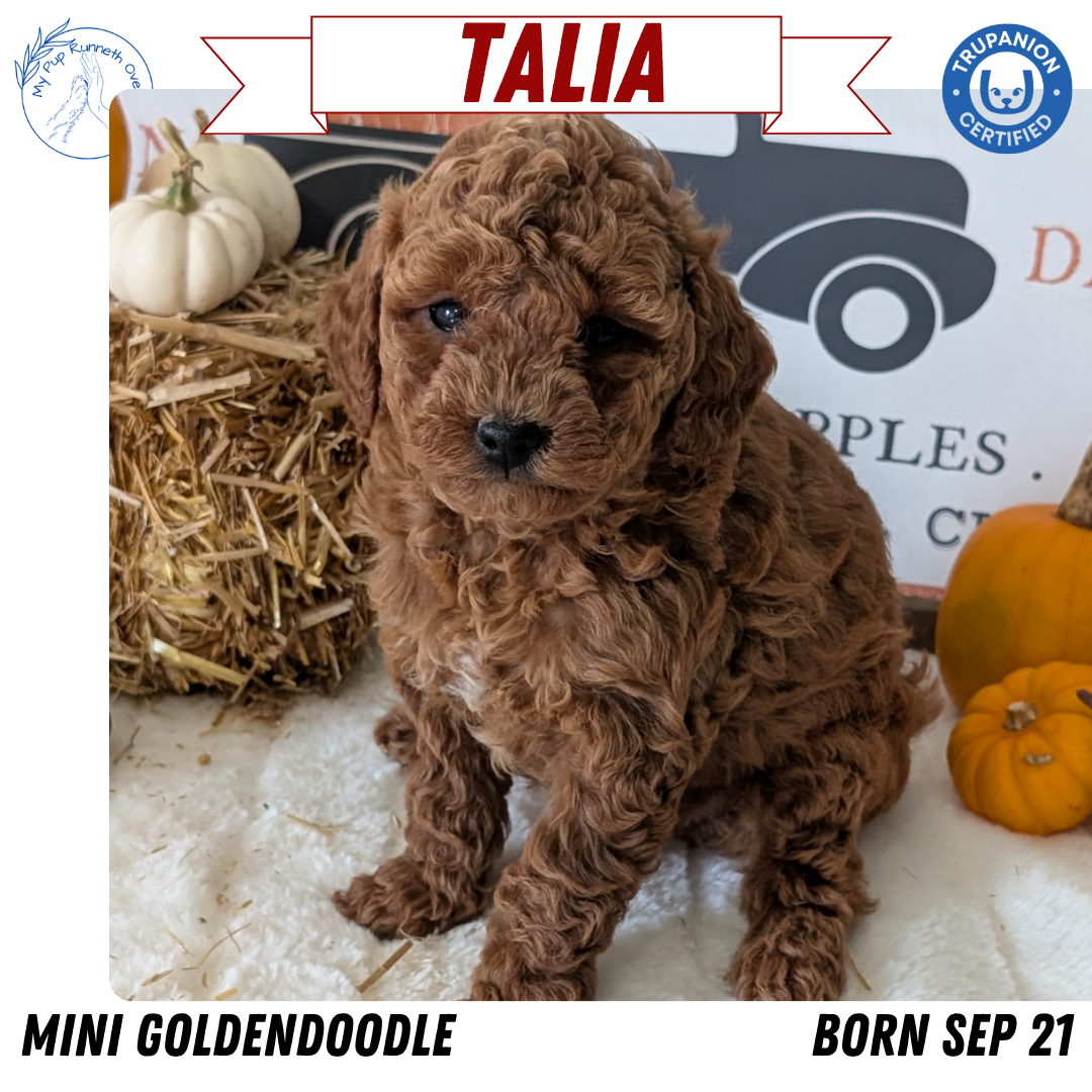 MINI GOLDENDOODLE (09/21) FEMALE