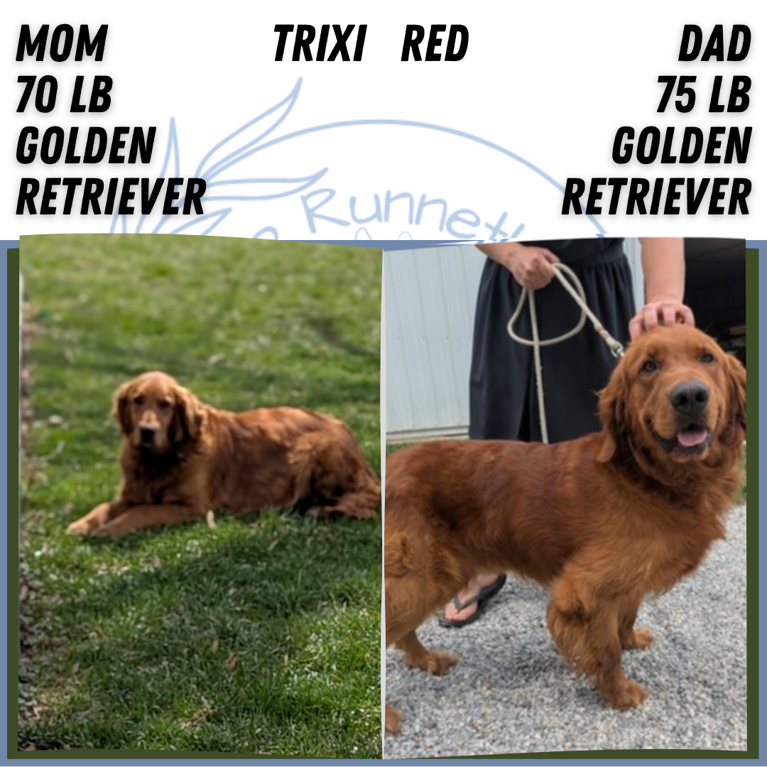 GOLDEN RETRIEVER (FEB 04) FEMALES