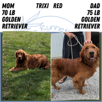 GOLDEN RETRIEVER (FEB 04) FEMALES