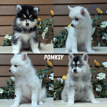 POMSKY (JUL 03) 1 MALE/3 FEMALES