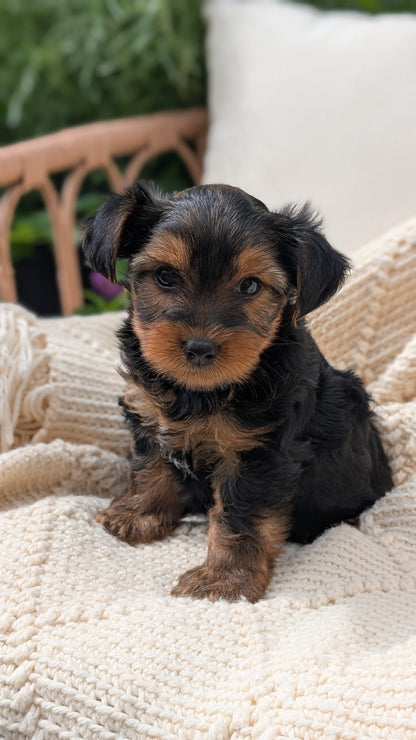 YORKSHIRE TERRIER (MAY 20) MALE