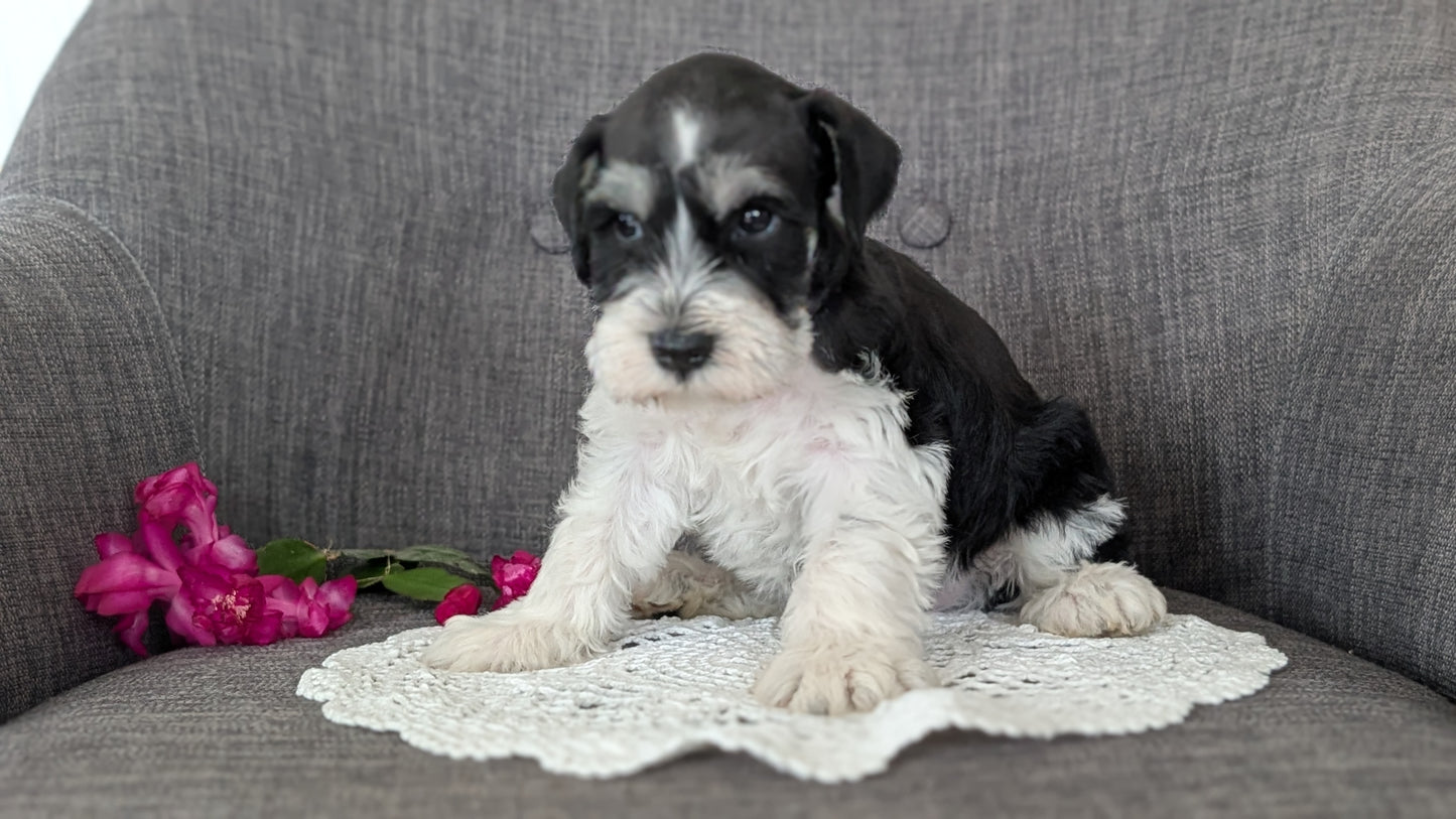 MINI SCHNAUZER (JAN 20) MALES