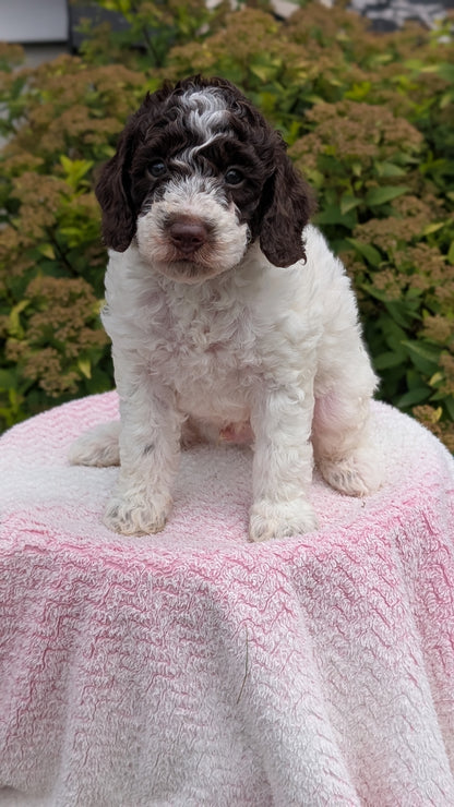MINI POODLE (06/07) MALE