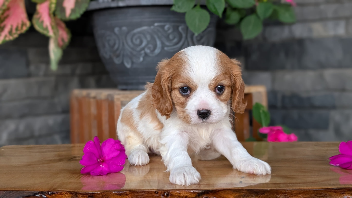 CAVALIER (JUL 18) 3 FEMALES/2 MALES