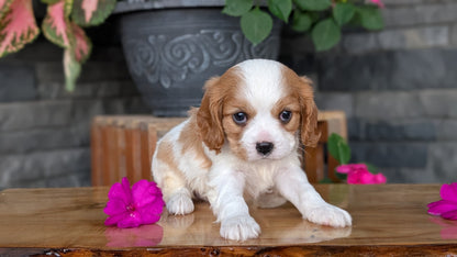 CAVALIER (JUL 18) 3 FEMALES/2 MALES