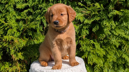 GOLDEN RETRIEVER (07/17) FEMALE