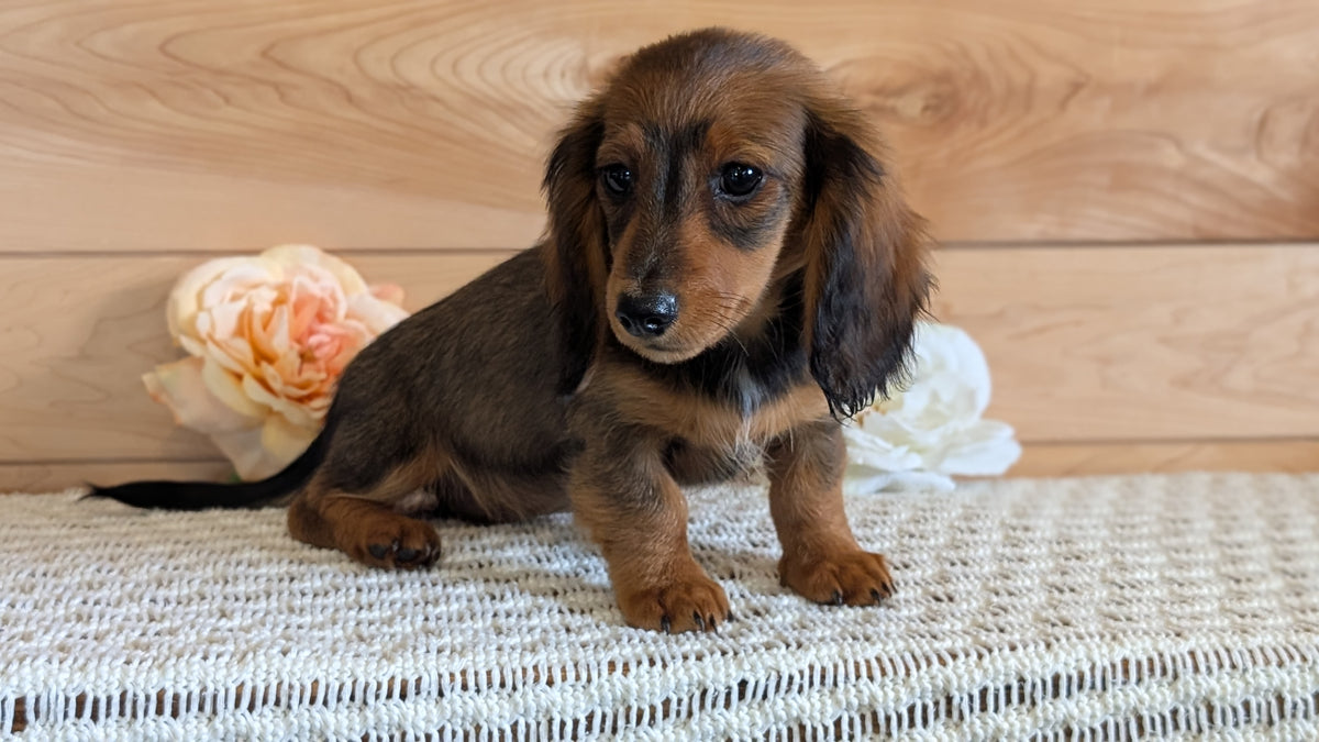 MINI DACHSHUNDS (JUL 05) 2 MALES/2 FEMALES