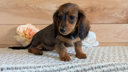 MINI DACHSHUNDS (JUL 05) 2 MALES/2 FEMALES