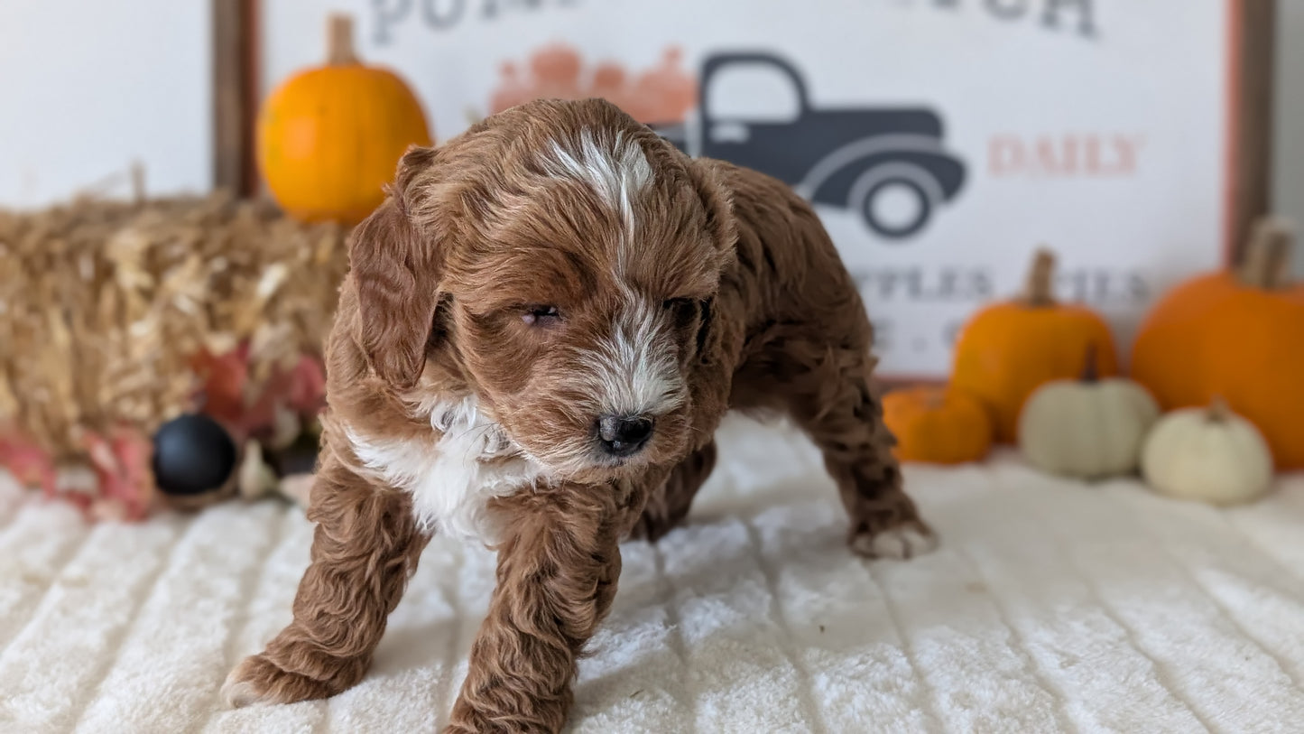 MINI GOLDENDOODLE (09/21) MALE