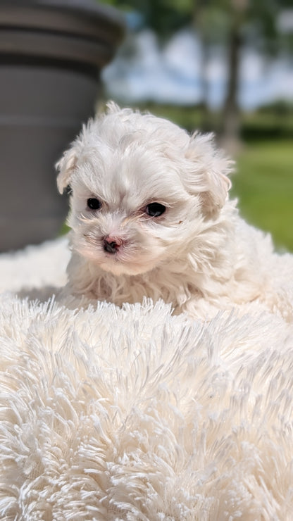MALTESE (MAY 11) MALES