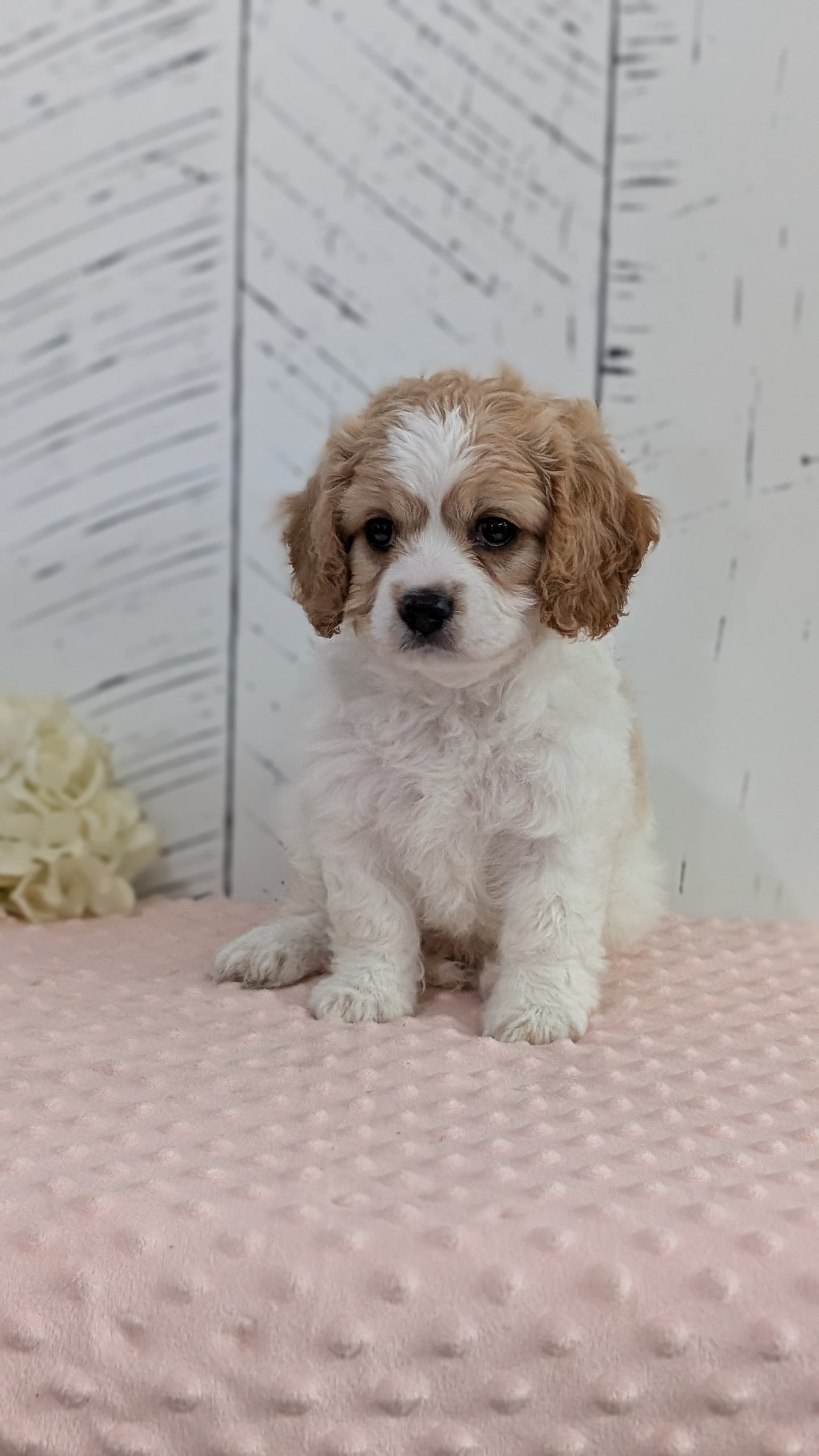 CAVAPOO (JUN 14) MALES