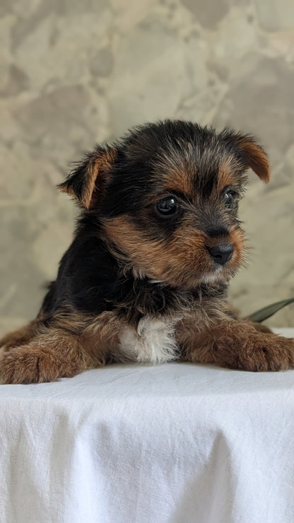 YORKSHIRE TERRIER (APR 26) FEMALES