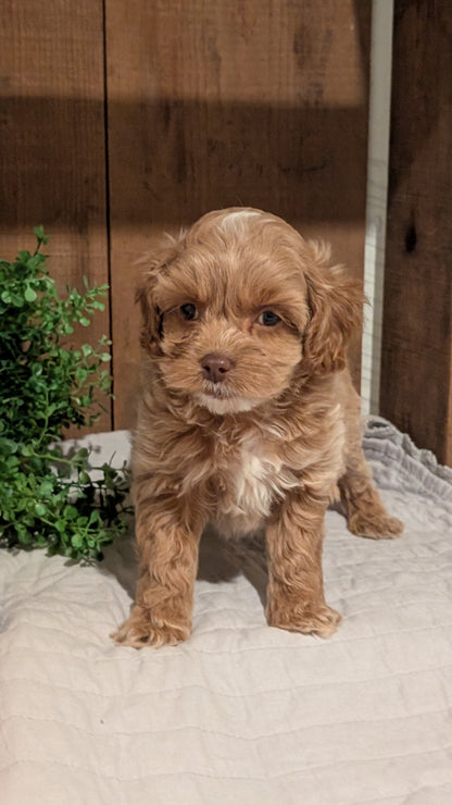 COCKAPOO (AUG 17) 3 FEMALES/1 MALE