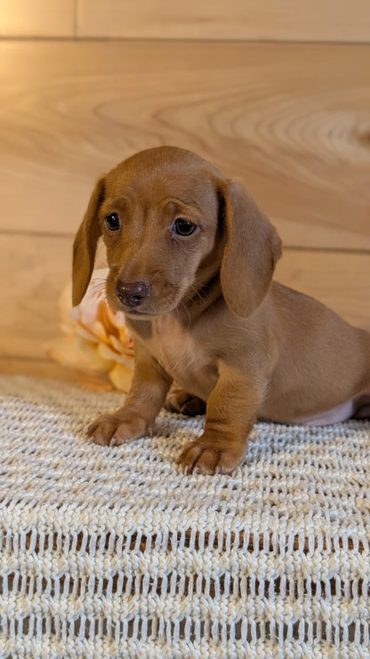 MINI DACHSHUND (JUL 30) 4 MALES/1 FEMALE