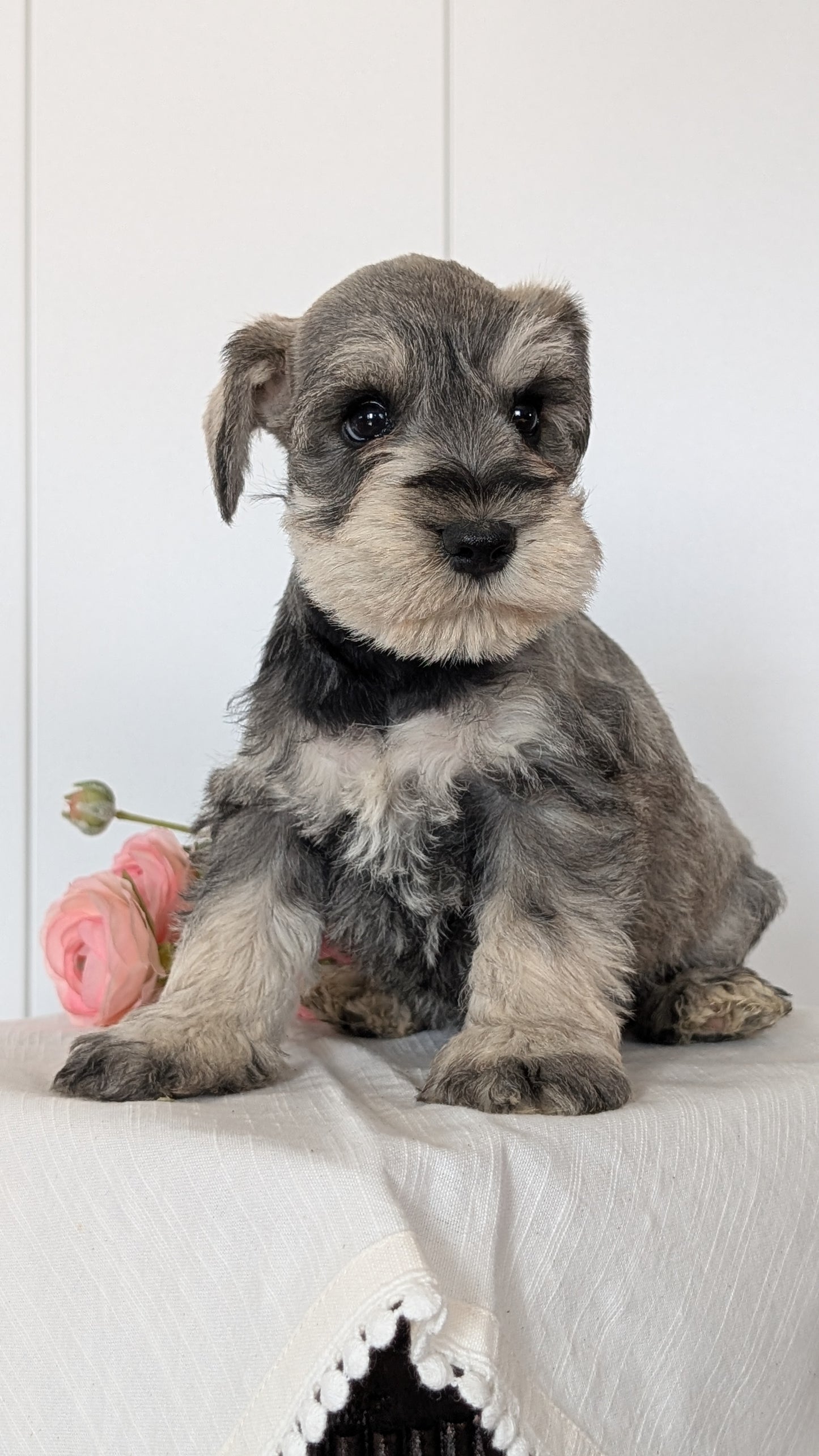 MINI SCHNAUZER (JAN 14) MALES