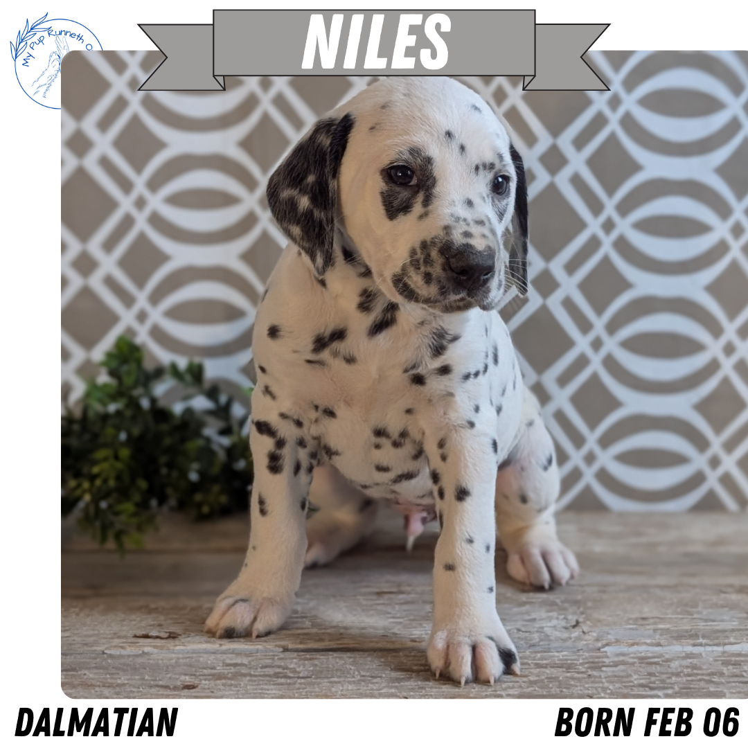 DALMATIAN (FEB 06) MALES