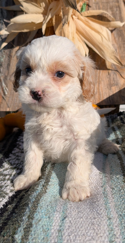 CAVAPOO (OCT 02) MALES