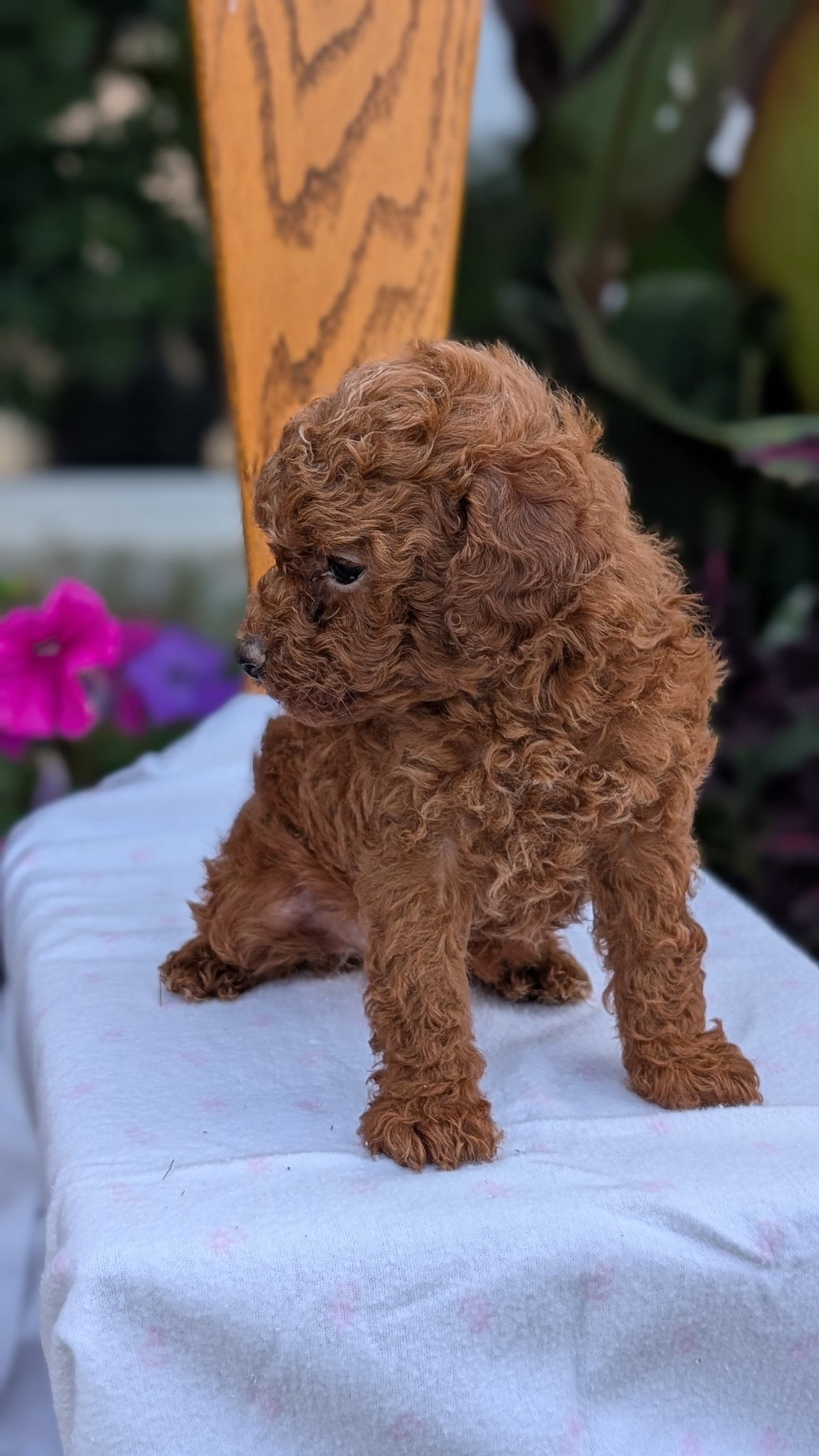 TOY POODLE (JUN 09) MALE