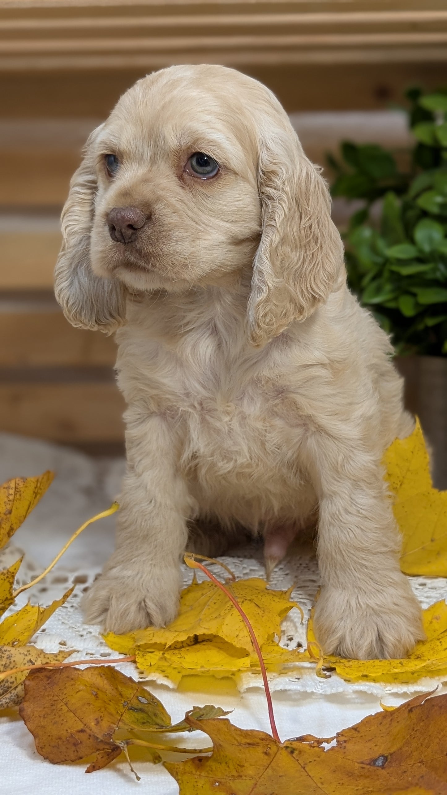 COCKER SPANIEL (09/20) MALE