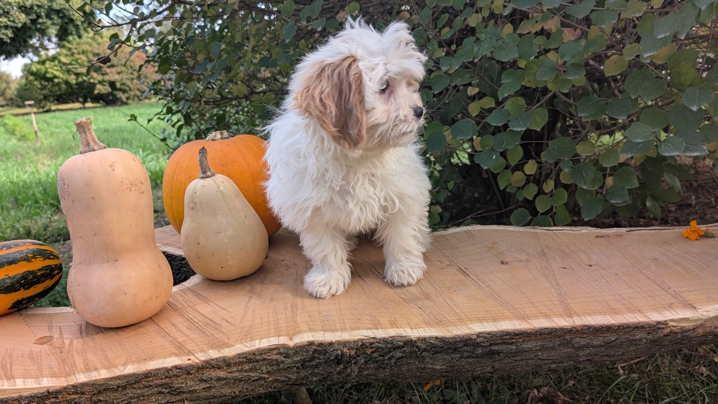 TEDDY BEAR (06/29) FEMALE