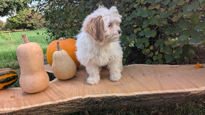 TEDDY BEAR (06/29) FEMALE